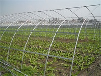 蔬菜大棚17
